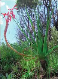 Image result for Aloe ballii