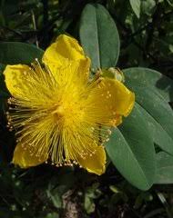 Image result for Psorospermum baumii