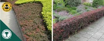 Small hedges are usually grown from small leaved hedging plants, often to produce the kind of low ornamental hedges often seen in parterres and knot gardens. Small Hedges Low Ornamental Hedging Small And Dwarf Hedge Plants