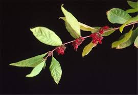 Image result for Nesaea polycephala