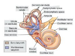 Image result for Inner Ear Decompression Sickness
