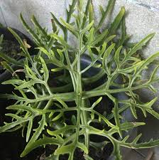 Image result for Kalanchoe laciniata