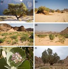 Image result for Plinthus karooicus