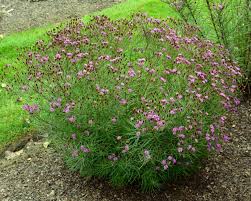 Image result for Vernonia zanzibarensis