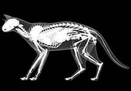 Kedilerin Anatomisi Veterinerler Kedi Cizimler
