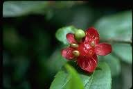 Image result for Ochna atropurpurea