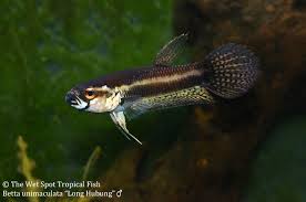 Wildbettas Wildbetta Bettafish Bettalove Bettaunimaculata Unimaculata Aquariumaddict Blackwatertank Freshw Betta Tropical Fish Aquarium Fish