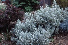Image result for Brachyachne simonsii