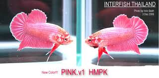 Este artículo no fue creado por pink betta. Looking For A Pink Betta Betta Fish Forum