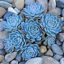 Check spelling or type a new query. Echeveria Elegans Echeveria Mexican Snowball Uploaded By Ourplantssucc