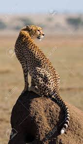 Cheetah Sitting In The Savanna Close Up Kenya Tanzania Africa Zoo Animals Animal Photo Cheetah