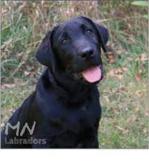 Fox red labs to oregon. Mn Labradors Lab Puppies For Sale Mn Lab Breeder Mn