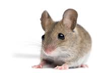 I will never use anyone other than barrier for my pest control service. Baker Pest Control