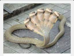5 Heads Snake Unusual Animals Weird Animals