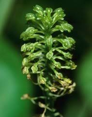 Image result for Malaxis katangensis