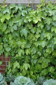 Image result for Parthenocissus