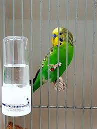 Pin By Mara A Wilson On Budgie Bird Budgies Bird Parakeet Budgies