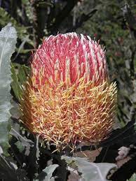 Pin On Botanical Wonders If I Had A Flower For Every Time I Thought Of You I Could Walk In My Garden Forever Tennyson