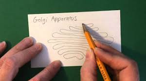 How To Draw The Golgi Apparatus Youtube Gavin dembeck deylen chew max barbour. how to draw the golgi apparatus