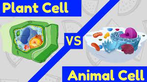 Check spelling or type a new query. Animal Cell V S Plant Cell I Illias Perimbalam I Science Malayalam Youtube