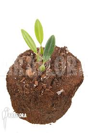 Image result for Bulbophyllum saltatorium