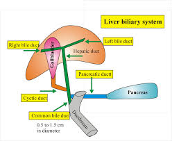 Diagram of the liver artificial intelligence in health care liver fibrosis prostate. Liver Anatomy Labpedia Net