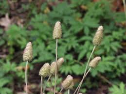 Image result for Aneilema nicholsonii