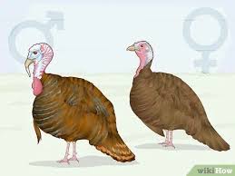 Hiding the hen , aggressive calling , talking to the hens , and distance determining calling sequence. 3 Ways To Sex Turkeys Wikihow