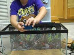 How To Care For A Blue Belly Lizard Youtube