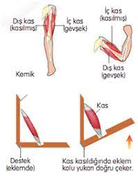kas nedir kaslarin gorevleri nelerdir 4 sinif kas 4 sinif fen ki ri s