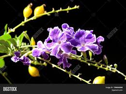 Host to white pine blister. Duranta Purple Geisha Image Photo Free Trial Bigstock