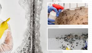 Mold Testing for Mold Hazards in Pueblo & Colorado Springs