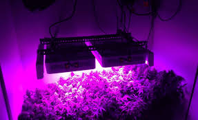 Full Spectrum Led Grow Lights Give Your Vegetation The Illumination