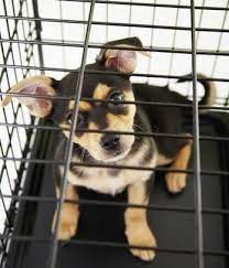 Starting A Dog Kennel Business Kennel Business Dog Kennel Dog Boarding Facility