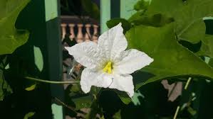 Image result for Coccinia sp. A