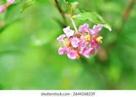 Image result for Malpighia