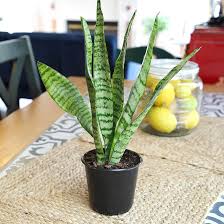 Image result for Sansevieria