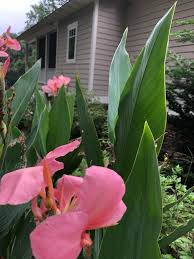 Dig them up after the first light frost and cut the tops back approximately 6 inches. Canna Arrowroot Australian Canna Lily Canna Canna Lily Indian Shot North Carolina Extension Gardener Plant Toolbox