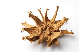 Image result for Harpagophytum procumbens