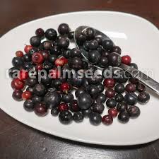Image result for Vaccinium madagascariense