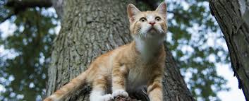 Maybe you would like to learn more about one of these? Why Do Cats Bring Home Dead Animals Weddington Animal Hospital