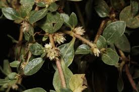 Image result for Alternanthera caracasana