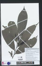 Image result for Annickia