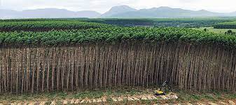 Monoculture tree plantations are bad for the environment, and they are bad for people. International Day Of Struggle Against Monoculture Tree Plantations 2014 Wrm In English
