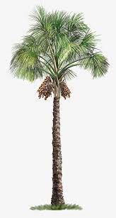Milhoes De Imagens Png Fundos E Vetores Para Download Gratuito Pngtree Tree Photoshop Palm Tree Drawing Palm Tree Png