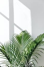 Black And White Plants Aesthetic Download Premium Image Of Fresh Green Areca Palm Leaf By A White Wall In 2020 Black And White Picture Wall Photo Wall Collage Palm Leaves