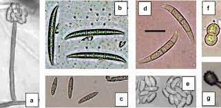 Morphological Characters Of Fusarium Solani A Conidiophores B C And Download Scientific Diagram