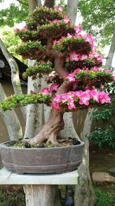 The best know example of flowering bonsai trees is the azalea, a very common tree species used in bonsai. Bonsai Bonsai Flower Bonsai Tree Types Indoor Bonsai Tree