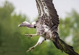 Lilcindyx av it has been a while since Ive seen Ada,