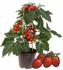 Is the movie tomato red a good movie? Pick Joy Fruiting Vegetables